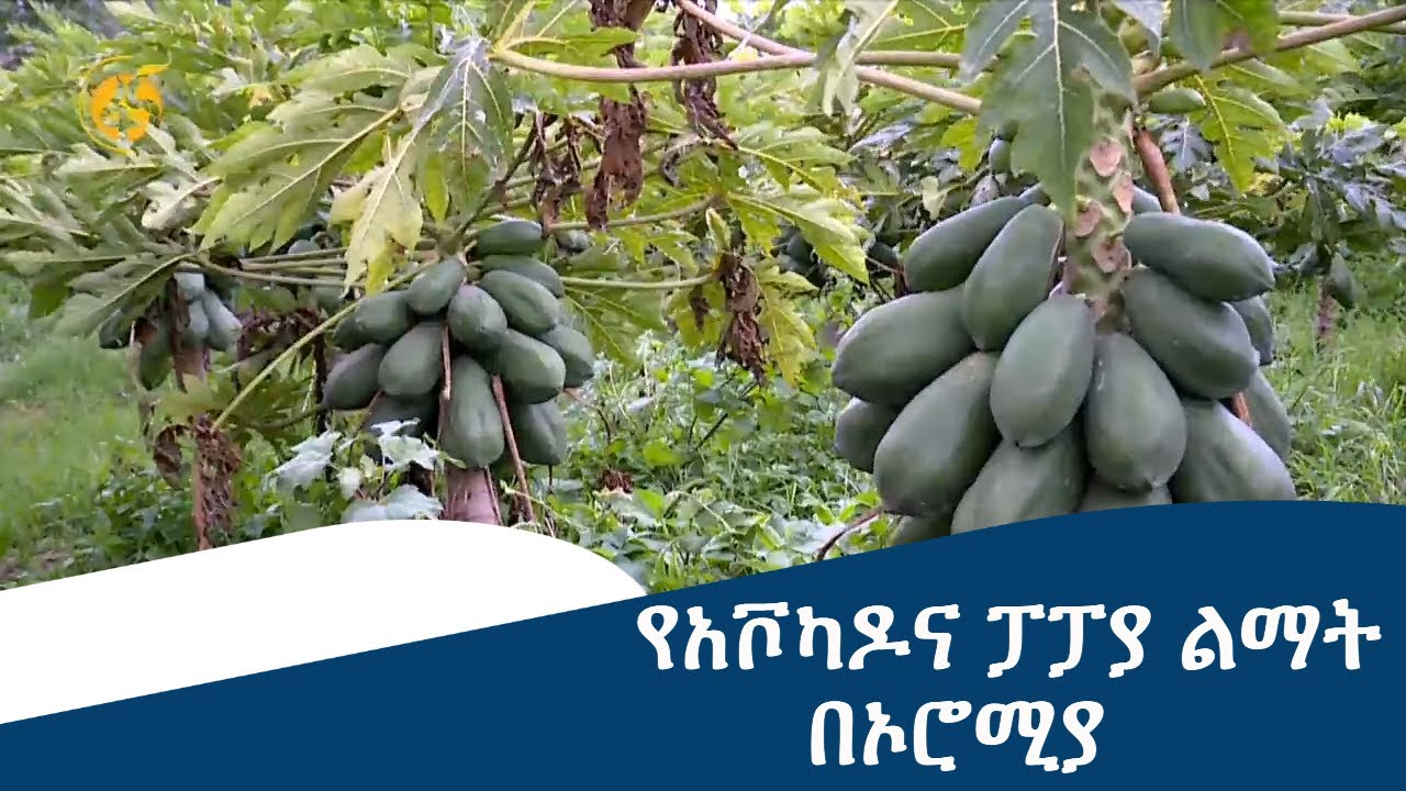 የአቮካዶና ፓፓያ ልማት በኦሮሚያ