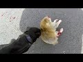 BIKER TRYING TO HELP DYING ANIMAL | BIKERS ARE NICE | Bikers Helping People & Animals | [Ep.#17]