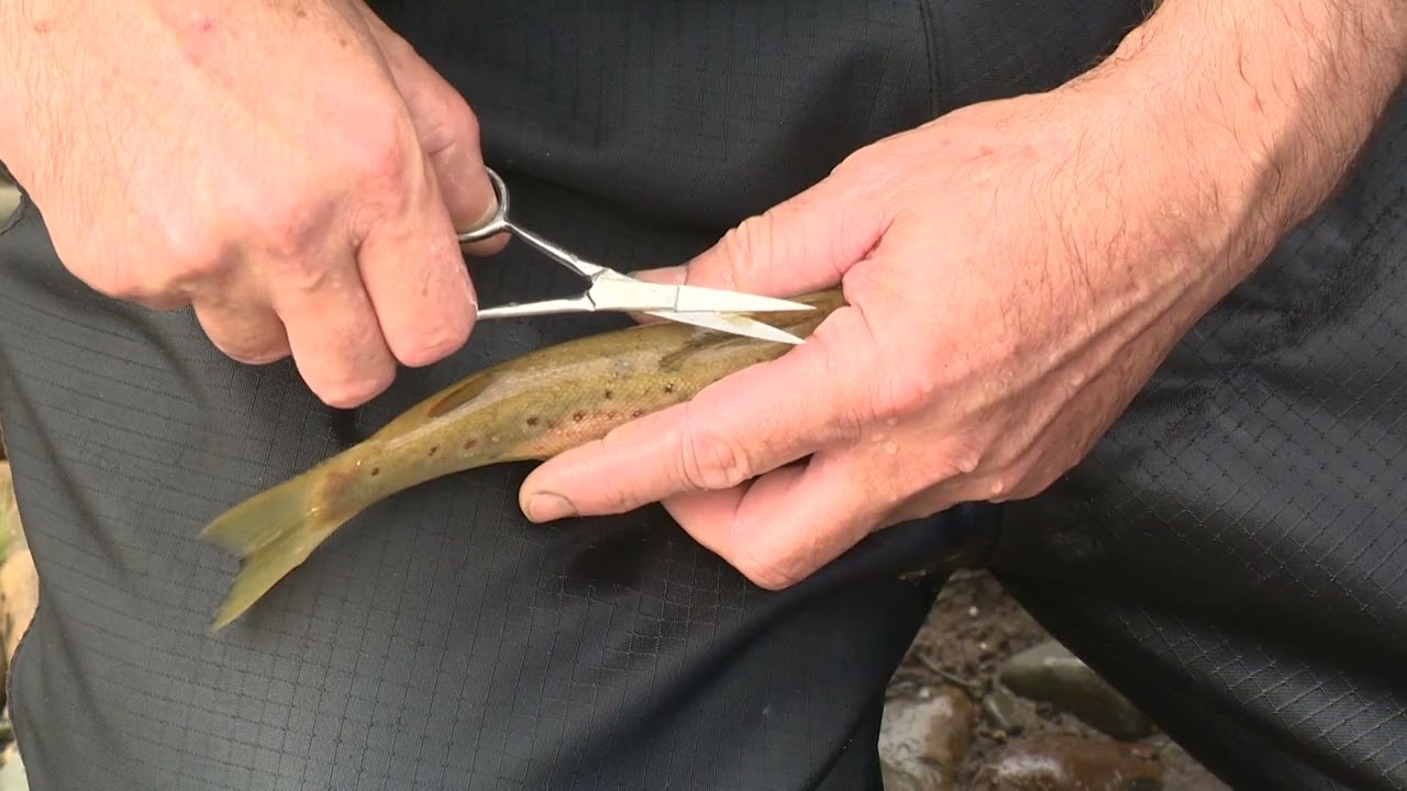 NECMA Fish recovery in Nariel Creek - June 2022