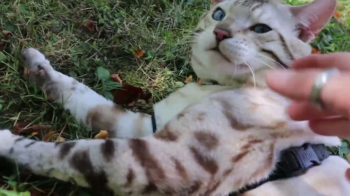 Video 4526291: lynx point male bengal