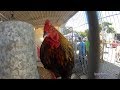 FEIRA DE AVES EXÓTICAS EM CARUARU