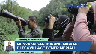 Menyaksikan Burung Migrasi Bersama Duta Wisata di Ecovillage Bener Meriah