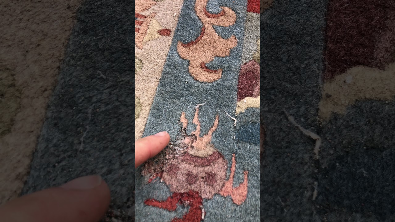 How To Get Rid Of Carpet Moths Kosker Traditional Rug Repair 212 300 3348