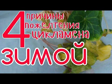 Цикламен.(Cyclamen ) 4 причины пожелтения цикламена ЗИМОЙ.