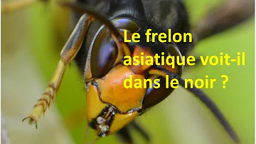 Pourquoi les frelons sortent la nuit ?