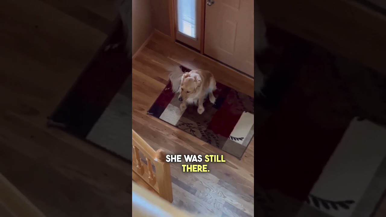 Dog Thought His Owner Left Him And Then Was SHOCKED 