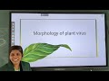 PATH171, Lec54. Morphology of Plant Viruses by Mansoor Bee M
