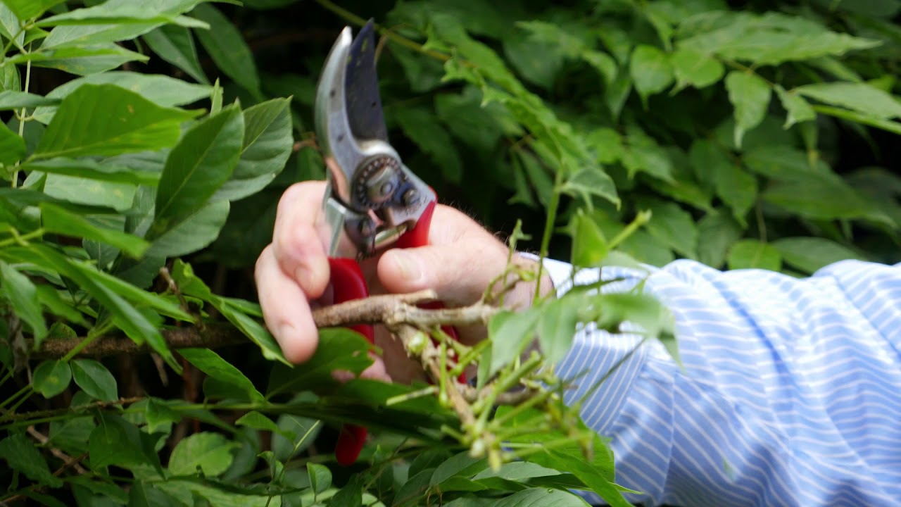 Pruning Wisteria Part II 