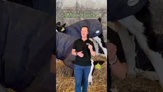 7 Ms of calf rearing
