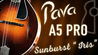 Pava A5 Pro Iris | The Music Emporium