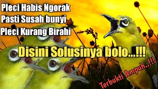 Pancingan ampuh untuk pleci habis mabung/ngorak❗oriental white-eye, gacor pleci bird, okeci gacor