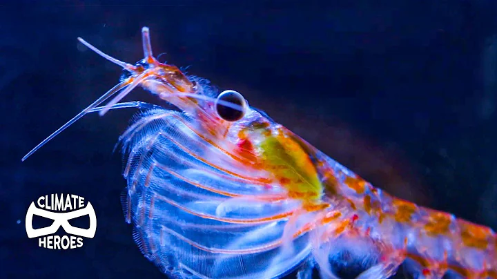 Why Antarctica Depends on This Little Creature I Climate Heroes - DayDayNews