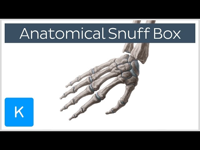 Anatomy and Contents of the Anatomical Snuff Box —