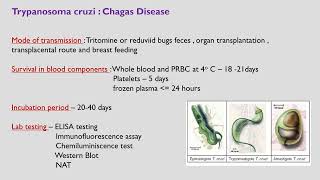 Transfusion transmitted parasitic infections