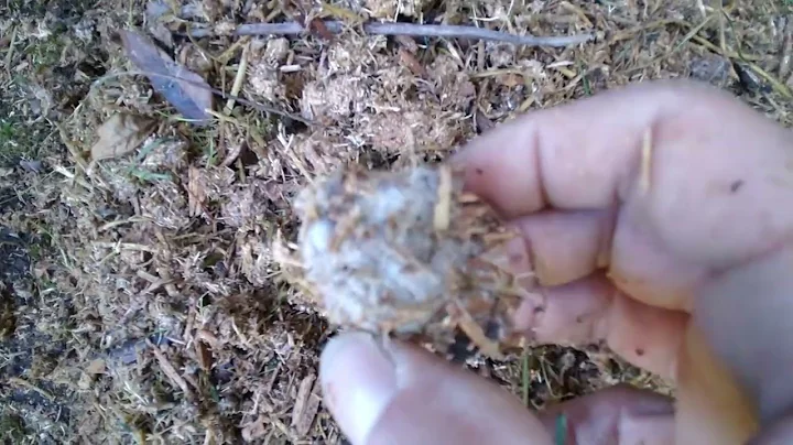 My first ever imo3 pile. day 2.5