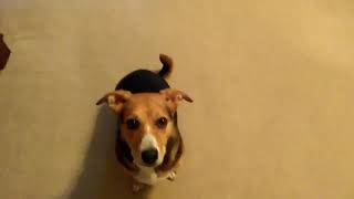 Teddy is learning the basics in foster home. Teddy is a rescued dog in need of a forever home Teddy is learning the basics in foster home. Teddy is a rescued dog in need of a forever home