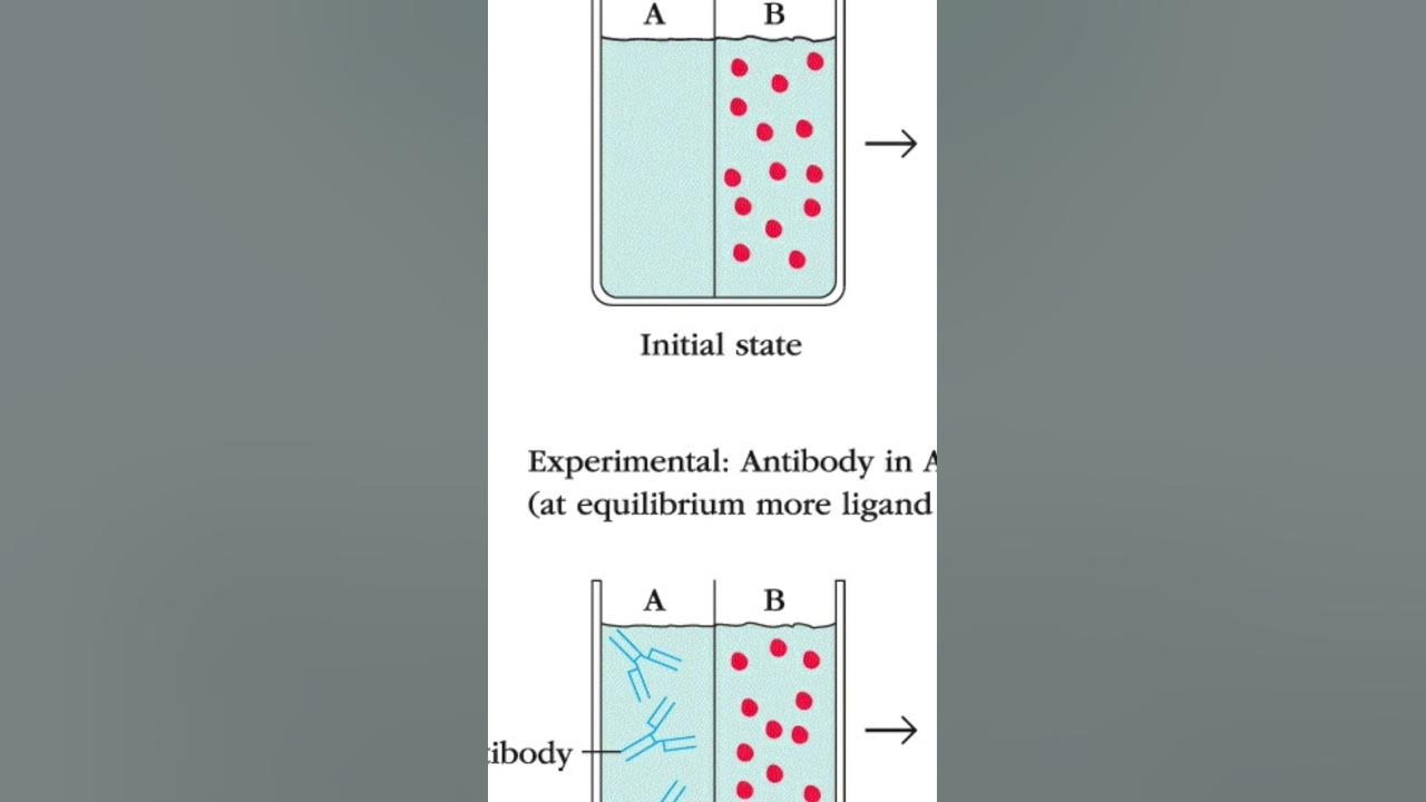 Equilibrium dialysis youtube