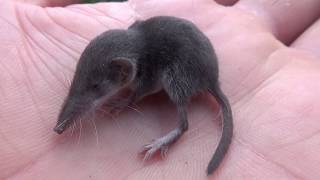 Shrew