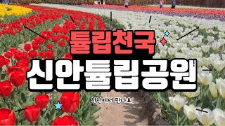 신안튤립공원 영상