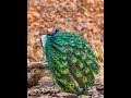 Rare moment of Peacock Mating  | Bandhavgarh |
