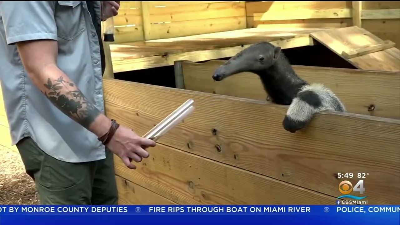 FL Wildlife Center Welcomes New Resident