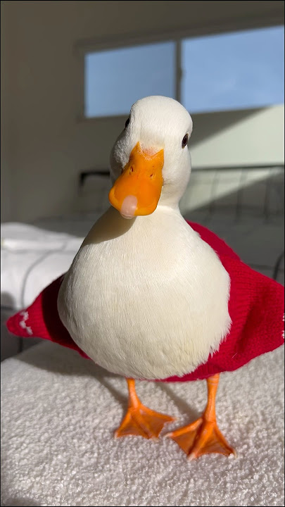 Download lagu La La La #shorts #petduck