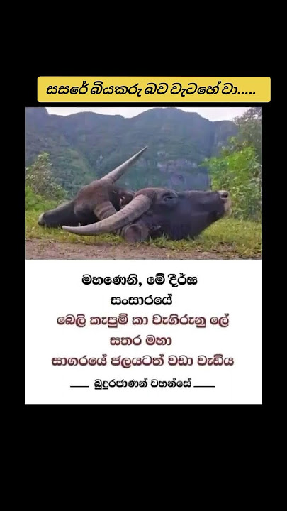 සසරේ බියකරු බව වැටහේ වා....🙏🪷 #motivation #lordbuddha #buddhamotivation #quotes #gautambudhastory