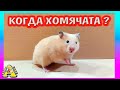 КОГДА БУДУТ ХОМЯЧАТА / КАК НАЗВАТЬ ХОМЯЧОНКА ФАНТЫ?  / КОНКУРС /  Alisa Easy Pets