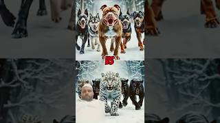 Pit Bul Dog Angry Mood Green Screen