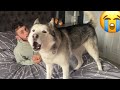 Sad Husky Cries/Pines For His Girl! [SO SAD]