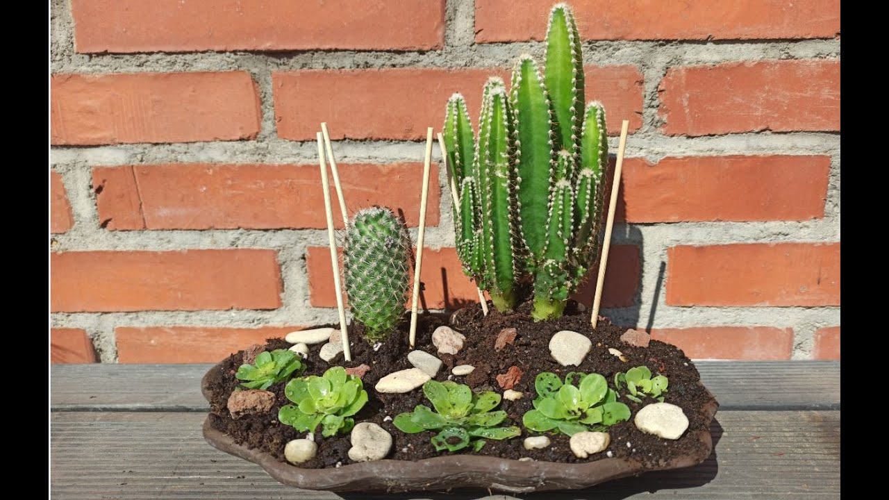 Sandalias Fábula Se convierte en 🌵 Como hacer centro de mesa con cactus y suculentas casero🌵 - YouTube