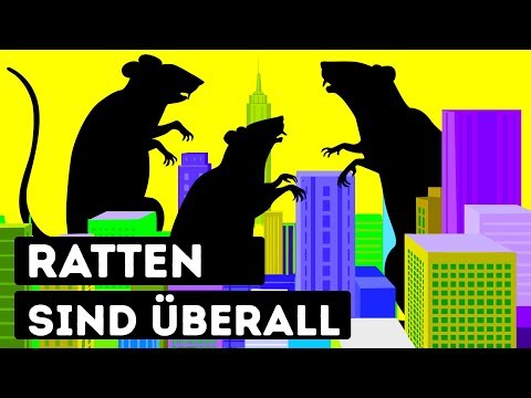 Video: Studie Zeigt, Dass Uptown- Und Downtown-Ratten In New York Genetisch Unterschiedlich Sind