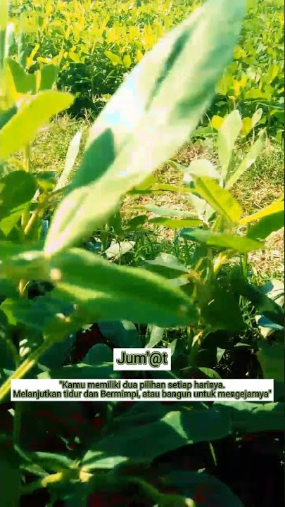 jumat berkah#storywa