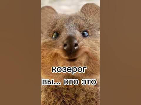 какое ты животное по знаку зодиака - YouTube