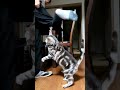 ママと猫が喧嘩しました。#猫喧嘩