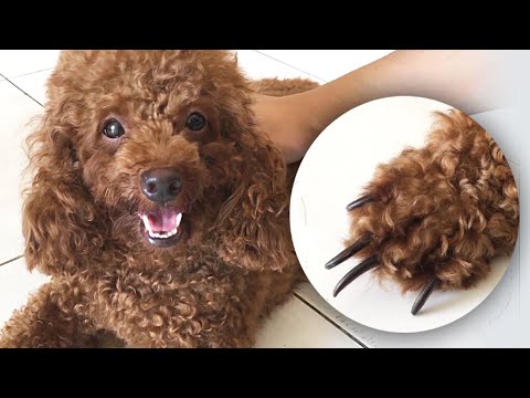 Video: Cara Memotong Kuku Anak Anjing Anda