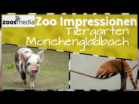 ZOO IMPRESSIONEN: Tiergarten