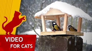 Movie for Cats - Titbirds in the Winter (Video for Cats to watch) by CAT GAMES 5,393 views 6 months ago 1 hour