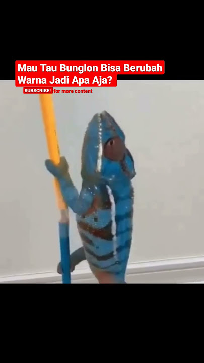 #bunglon #berubah #warna  #fyp #duniahewan #duniabinatang #alamsekitar #fakta #reptiles #chameleon