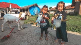 Mencintai Domba Garut Sampai Nangis. Kebudayaan Asli Khas Indonesia