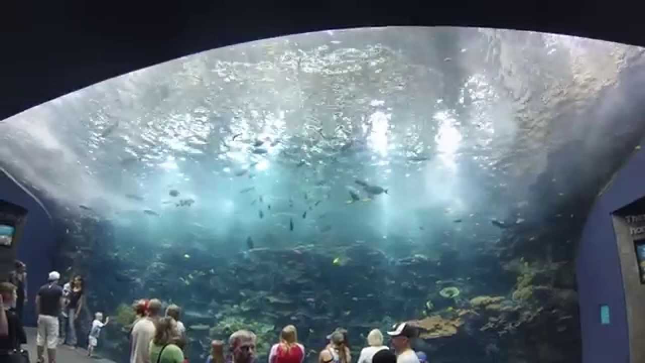 virtual tour of the georgia aquarium