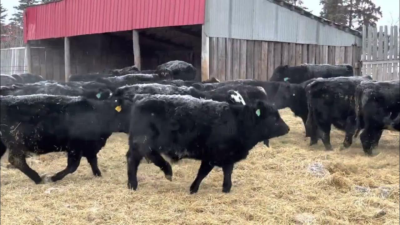 Bar R Ranch heavy steers YouTube