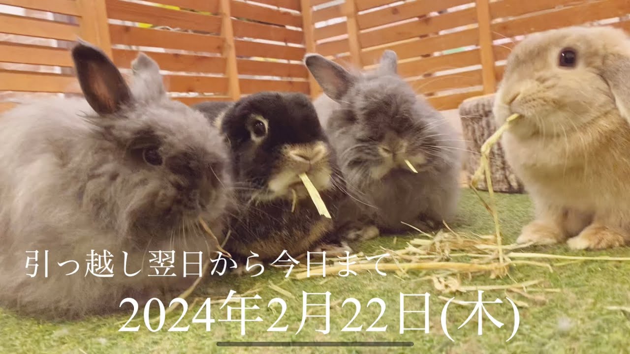 【2024年2月22日】引っ越し翌日から今日までの、リクきなこぐりぐら　今日のうさちゃん達　　by うさぎカフェ もふれる 【Rabbit cafe Moff-rell】