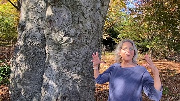 Two Minutes with Trees in Fort Tryon Park - COPPER BEECH