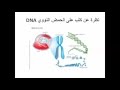 كفايات معلمي الأحياء - الوراثة الجزيئية وتركيب DNA - الحلقة 1