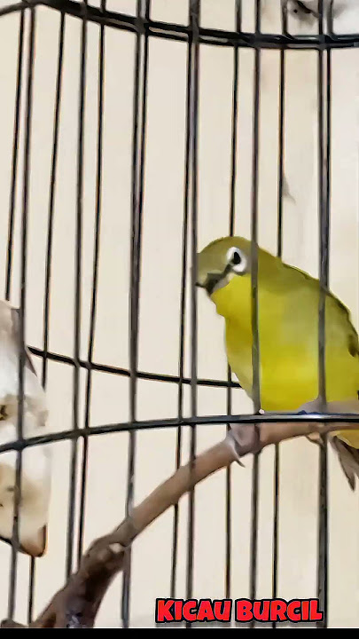 Pleci lokal Pacitan full buka paruh .. #pleci