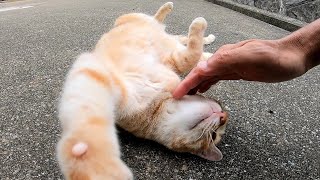 小屋の裏で休む野良猫達をナデナデしてきた