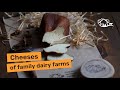 Craft cheese from the project &quot;Family Dairy Farms&quot;