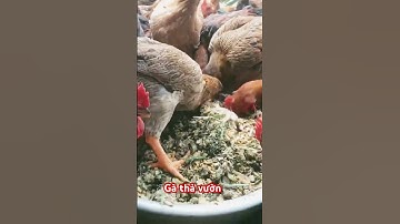 Chăn nuôi gà: Cho gà ăn thức ăn phối trộn ngô hạt và cây chuối #chicken
