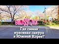 Где самая красивая сакура в Южной Корее?